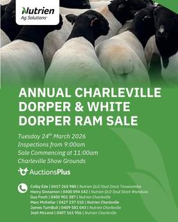 Livestock Listing - Annual Charleville Dorper & White Dorper Ram Sale