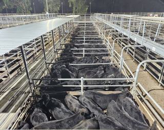 Livestock Listing - Maitland Annual Feature Weaner Sale