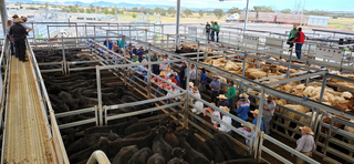 Livestock Listing - Westpac Rescue Helicopter Service Tag a Calf & Feature Weaner Sale