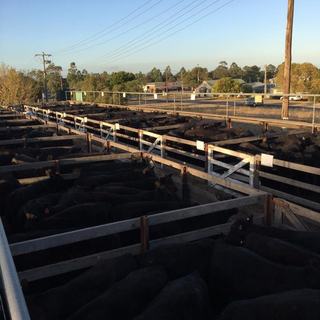 Livestock Listing - Bairnsdale Store Sale – 1,500 Head