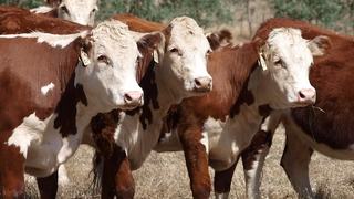 Livestock Listing - Yea Store Sale