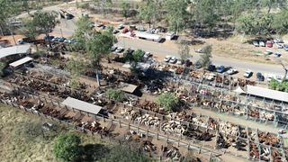 Livestock Listing - Eidsvold - Prime & Store Sale