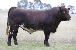 Livestock Listing - Polldale Shorthorns On Property bull sale