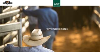 Livestock Listing - Charolais & Charolais Infused Sale – 2,000 Head Pre-Weigh Liveweight