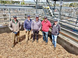 Livestock Listing - Mount Gambier Combined Agents Store Cattle Sale – 1,800 Head