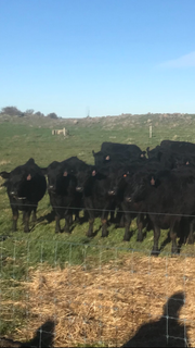 Livestock Listing - Colac Stock Agents Association Store Cattle Sale – 400 Head Cattle