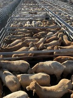 Livestock Listing - Shepherdson & Boyd Toogoolawah Weaner & Store Sale – 2,500 Head Cattle