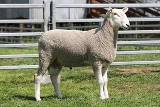 Livestock Listing - Castle Camps On-Property sale