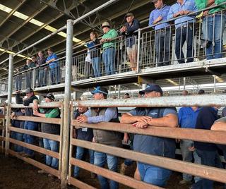 Livestock Listing - WVLX Livestock Agents Association Mortlake April Store Sale