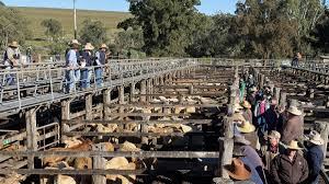 Livestock Listing - Aussie Land & Livestock Coolabunia Weaner Show & Sale – Cattle