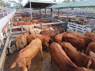 Livestock Listing - Sullivan Livestock & Rural Services Gympie Weaner Sale 2000 Cattle
