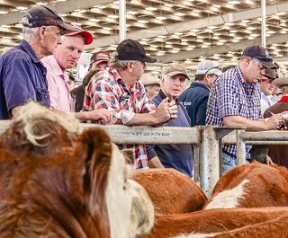 Livestock Listing - South Gippsland Associated Agents EVLX Leongatha Store Sale 2500 Cattle