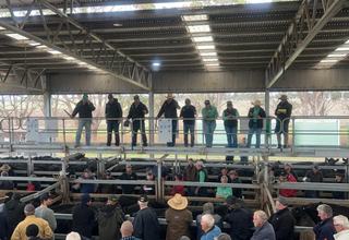 Livestock Listing - Nutrien Livestock Tasmania TLX Powranna Weaner Sale 2800 Cattle