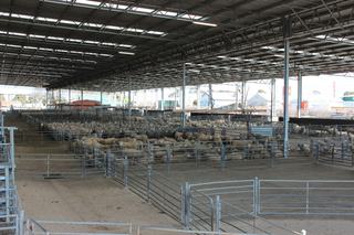 Livestock Listing - Nutrien Livestock Shepparton Store Cattle Sale 800 Cattle