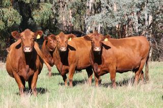Livestock Listing - Victorian Livestock & Property Coolongolook Herd Dispersal