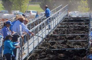 Livestock Listing - Special Store Cattle Sale 2500 Cattle