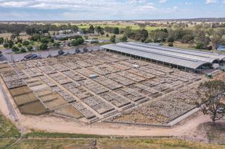 Livestock Listing - Naracoorte Combined Agents Store Sale Cattle & Sheep