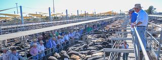 Livestock Listing - Dubbo Agents Dubbo Store Cattle Sale