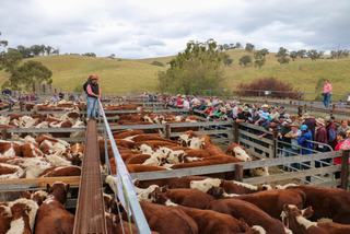 Livestock Listing - Upper Hunter White Face Store Sale – 800 Head Cattle