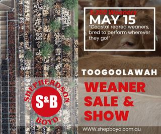 Livestock Listing - Shepherdson & Boyd Toogoolawah Weaner Show & Sale – 5,200 Head Cattle