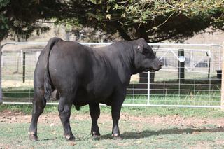 Livestock Listing - Spring Online Sale