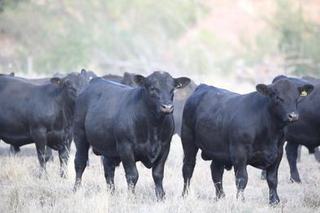 Livestock Listing - Spring Online Sale
