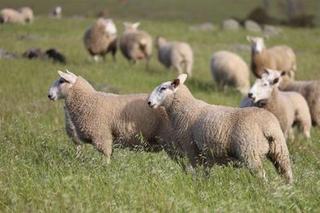 Livestock Listing - 2026 Inverbrackie On property Border Leicester Ram sale