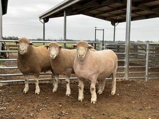Livestock Listing - Armdale Poll Dorset Stud 2026 Ram sale