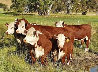 Livestock Listing - Nutrien Yea Spring Drop Weaner Sale — 3,000 Head Cattle