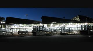 Livestock Listing - Bairnsdale Store Cattle Sale - 474 Head
