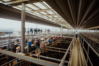 Livestock Listing - Tamworth Livestock Agents Store Sale 4,000 Cattle