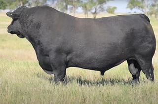 Livestock Listing - Raff Angus Drillham Qld nbull sale