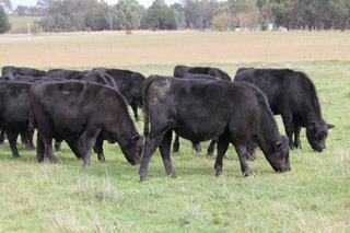 Livestock Listing - Victorian Livestock Property Autumn Feature Grown & Weaner Sale – 4,000 Head Cattle