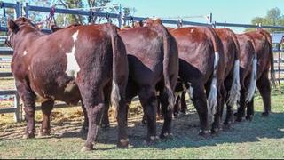 Livestock Listing - National Shorthorn Show and Sale