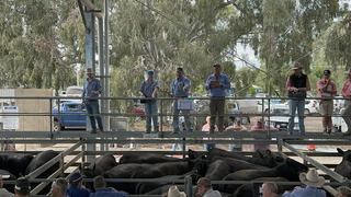 Livestock Listing - Euroa Saleyards EOFY Cattle Sale — 3,000 Head