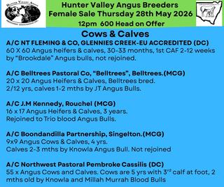 Livestock Listing - 35th Hunter Valley Angus Breeders Association Female Sale | 600 Head | Angus Cattle