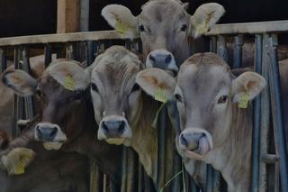 Livestock Listing - WVLX Mortlake June Store Sale – 1,000 Head Cattle