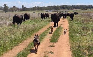 Livestock Listing - DSK Angus, 33rd Annual On Farm Bull Sale
