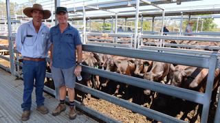 Livestock Listing - Bartholomew & Co Store Sale – Beaudesert Cattle