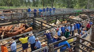 Livestock Listing - Pratt Agencies June Weaner Sale – 1000 Head Cattle