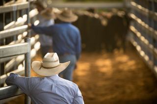 Livestock Listing - George & Fuhrmann Special Store Sale 2800 Head Cattle