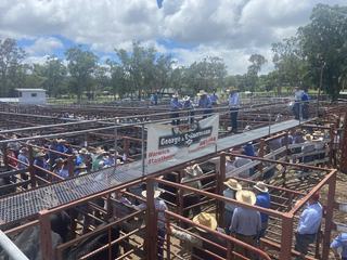 Livestock Listing - George & Fuhrmann Stanthorpe Store & Weaner Sale 1100 Head Cattle