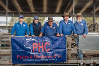 Livestock Listing - South Gippsland Associated Agents Store Sale – 2,500 Head – EVLX Leongatha