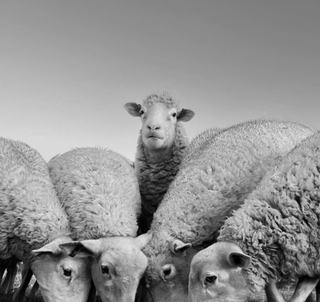 Livestock Listing - McCulloch Agencies EOFY Store Cattle Sale — 4,000 Head