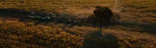 Livestock Listing - New Armatree 2026 On Property Sale