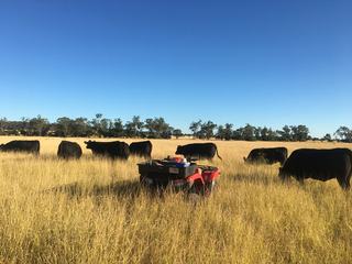 Livestock Listing - Fairview Black Simmental Bull Sale