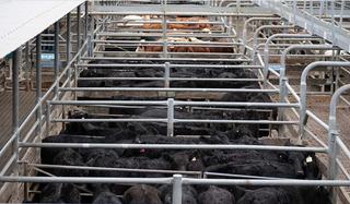 Livestock Listing - Bowe & Lidbury Maitland Store Sale — 600 Head Cattle