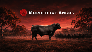 Livestock Listing - 2026 Spring Queensland Bull Sale