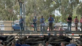 Livestock Listing - North East Store Sale Centre Euroa Store Sale