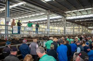Livestock Listing - Yea Saleyards Combined Agents Store Sale – Cattle